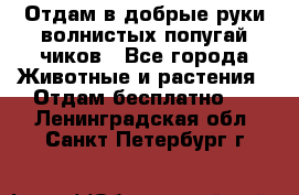 Отдам в добрые руки волнистых попугай.чиков - Все города Животные и растения » Отдам бесплатно   . Ленинградская обл.,Санкт-Петербург г.